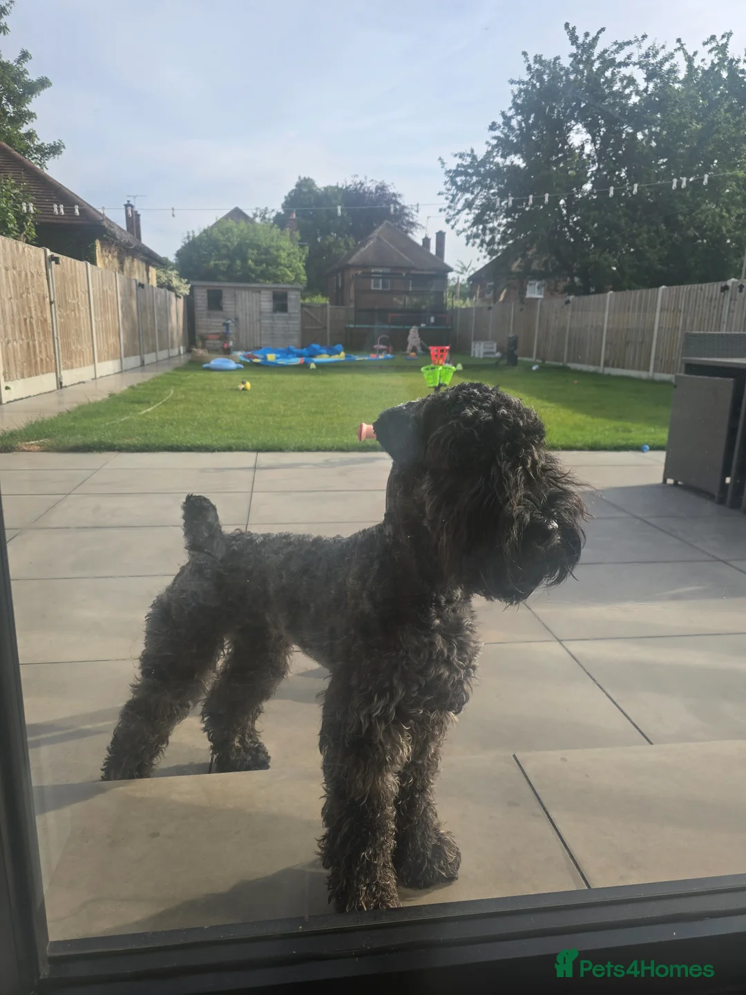 Kerry Blue Terrier dogs for sale: Blue kerry Mbuemo in Nottingham - Advert 2