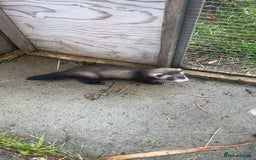 Ferret rodents for sale: Baby ferrets 8 weeks old - Image 1