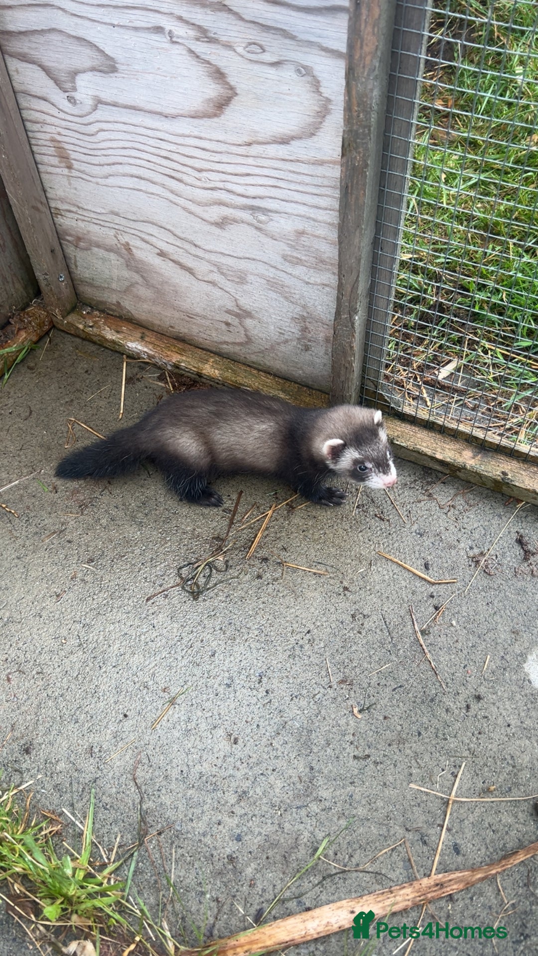 Ferret rodents for sale: Baby ferrets 8 weeks old - Image 1