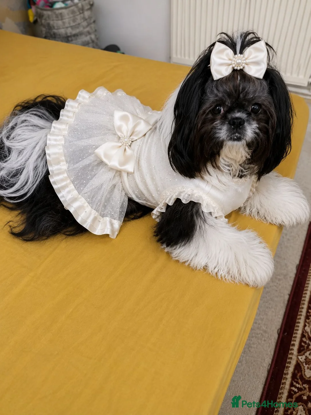 Shih Tzu dogs for sale: Beautiful Shih Tzu puppy available - Advert 2