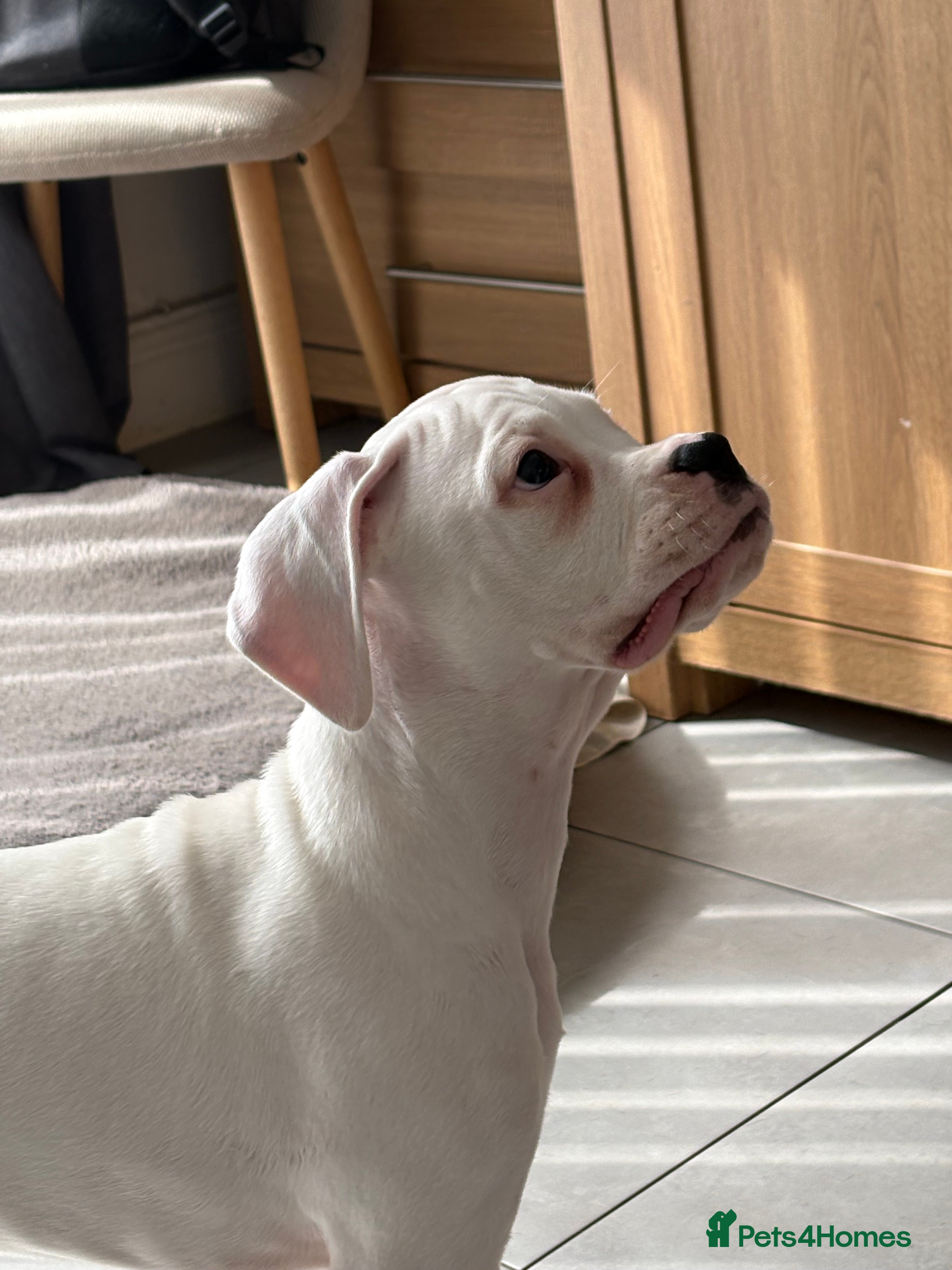 Boxer dogs 2 white  boxer puppies for sale  - Advert 1