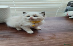 Ragdoll cats for sale: ragdoll kittens - Image 2