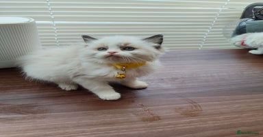 Ragdoll cats - Advert 4