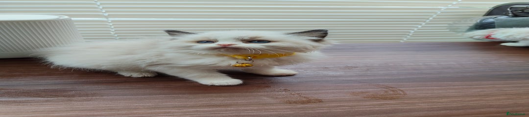 Ragdoll Kitten 7
