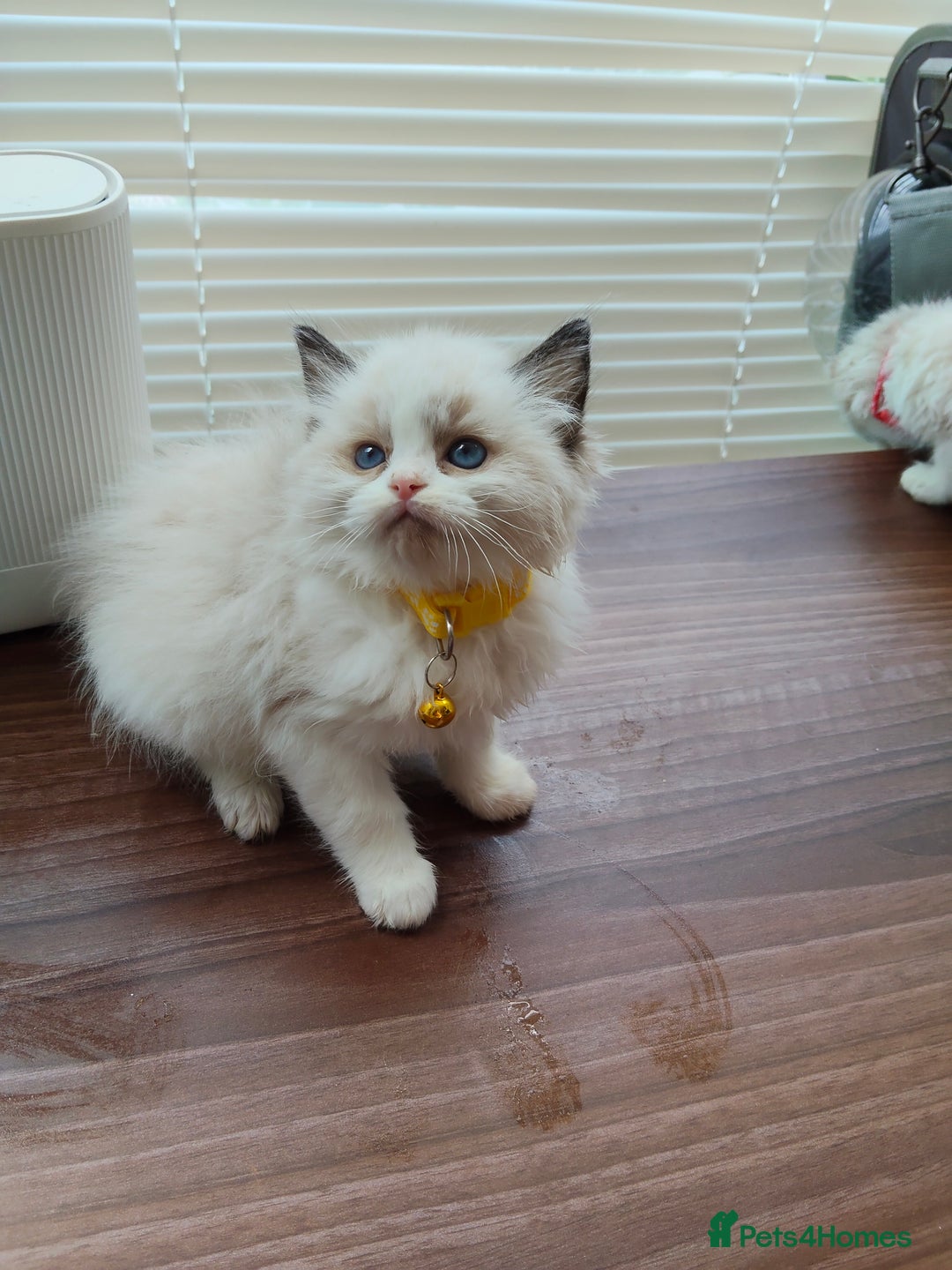 Ragdoll cats for sale: ragdoll kittens - Image 2