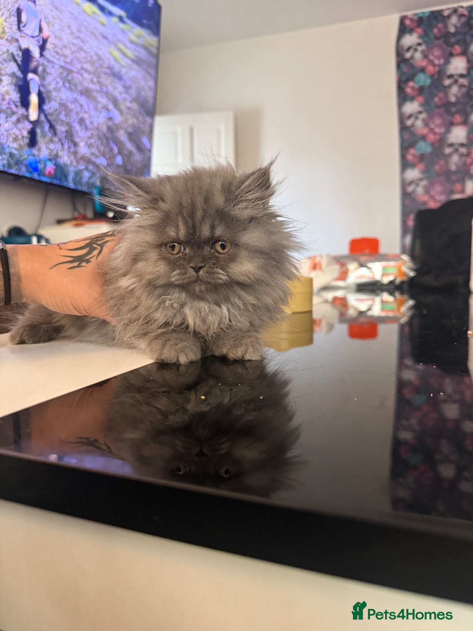 Persian cats Blue Persian kittens  - Advert 2