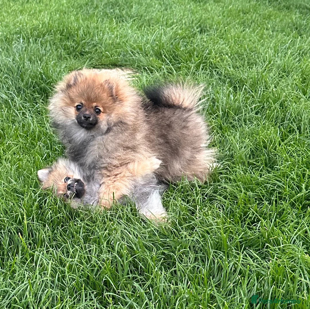 Pomeranian dogs for sale: ❤️ READY NOW! Stunning Pomeranian puppies 🐶❤️ - Advert 2
