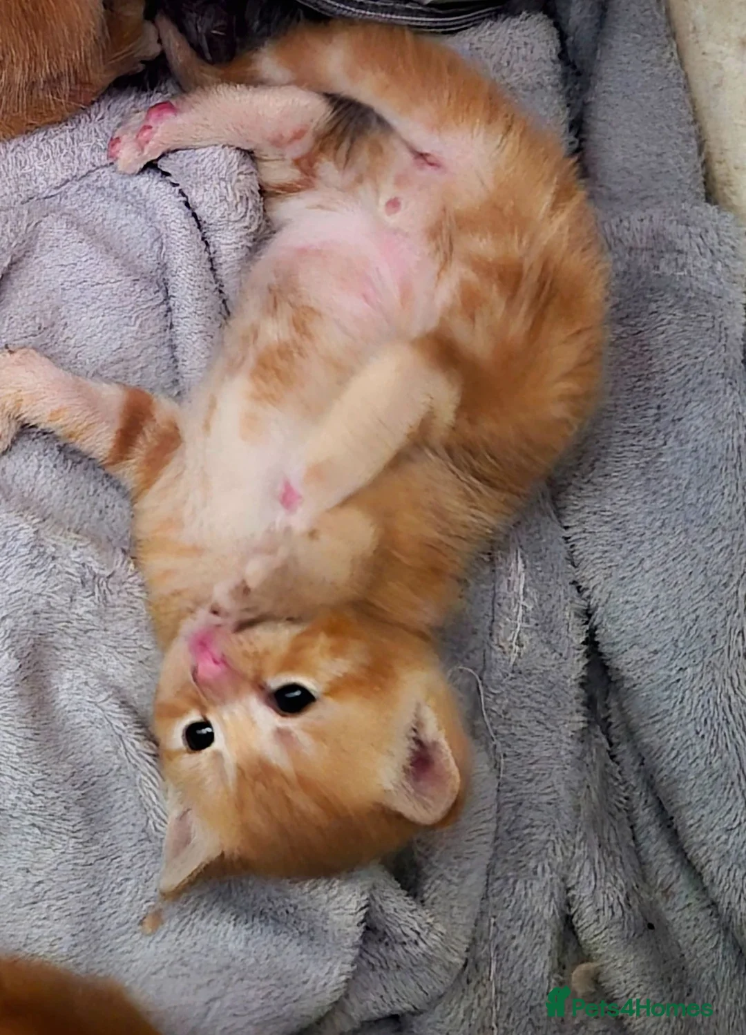 Mixed Breed cats for sale: Kittens - Advert 5