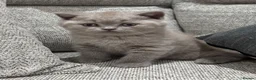 British Shorthair cats for sale: Beautiful lilac British shorthair sisters - Advert 8