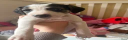 Mixed Breed dogs for sale: 5 mixed breed puppies. Brown pup is reserved. - Advert 7
