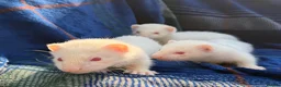 Ferret rodents for sale: Albino Ferret kits for sale  - Advert 5