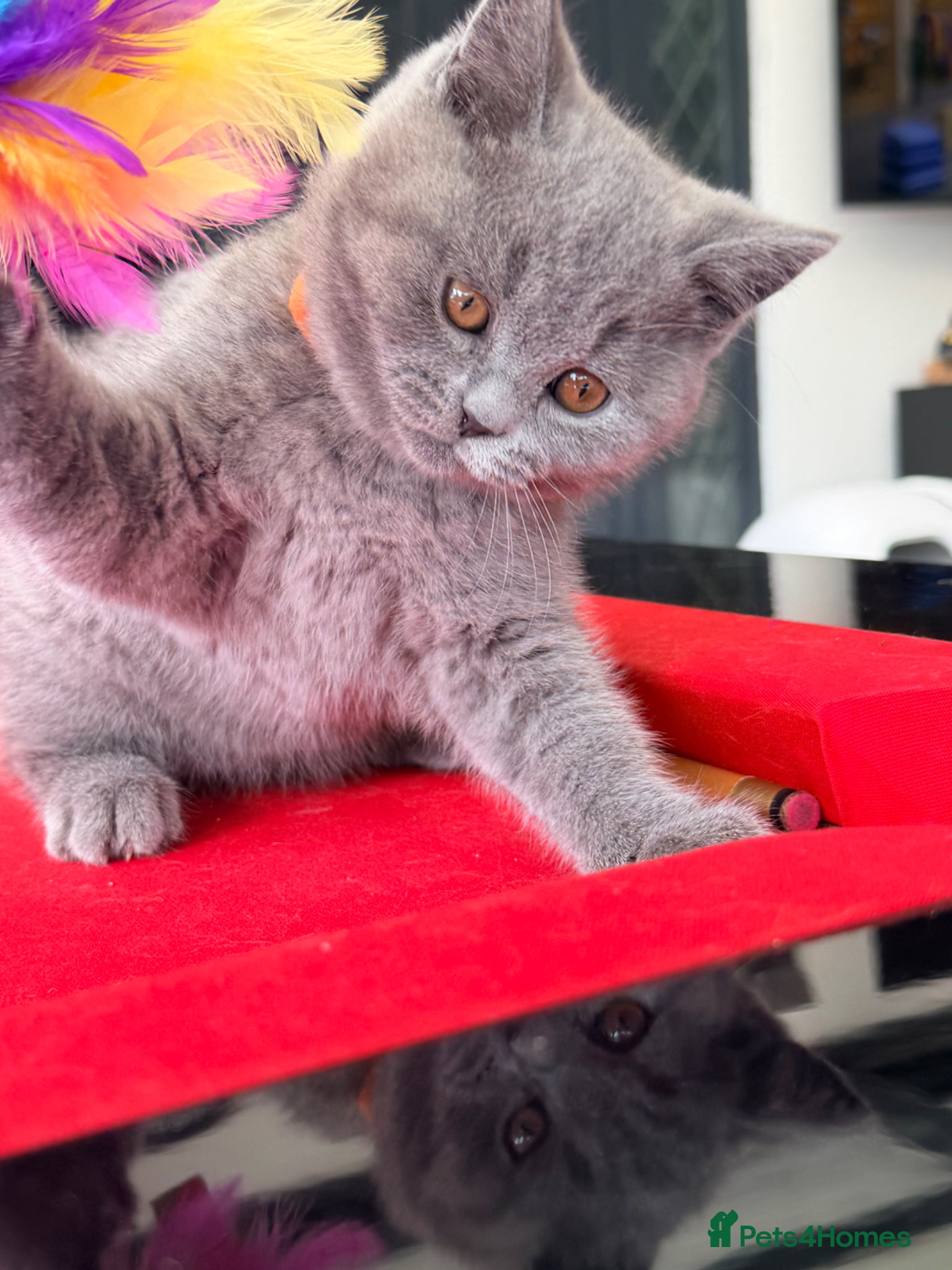 British Shorthair cats BRITISH SHORTHAIR BOY READY FOR FOREVER HOME - Advert 4