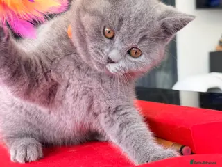 British Shorthair cats BRITISH SHORTHAIR BOY READY FOR FOREVER HOME - Advert 4