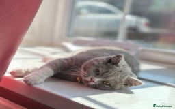 British Shorthair cats for sale: Lilac bi colour girl - Advert 1