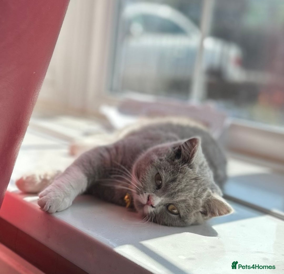 British Shorthair cats for sale: Lilac bi colour girl - Advert 1