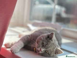 British Shorthair cats Lilac bi colour girl - Advert 2