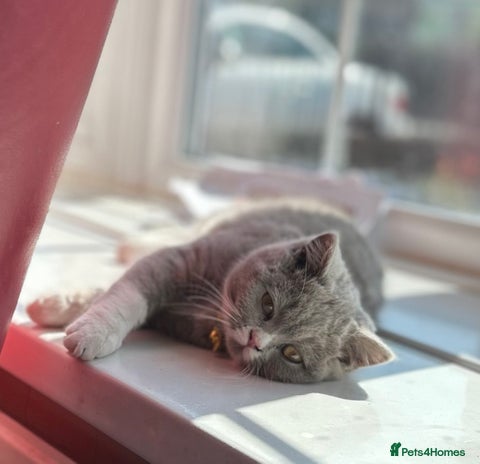 British Shorthair cats Lilac bi colour girl - Advert 1