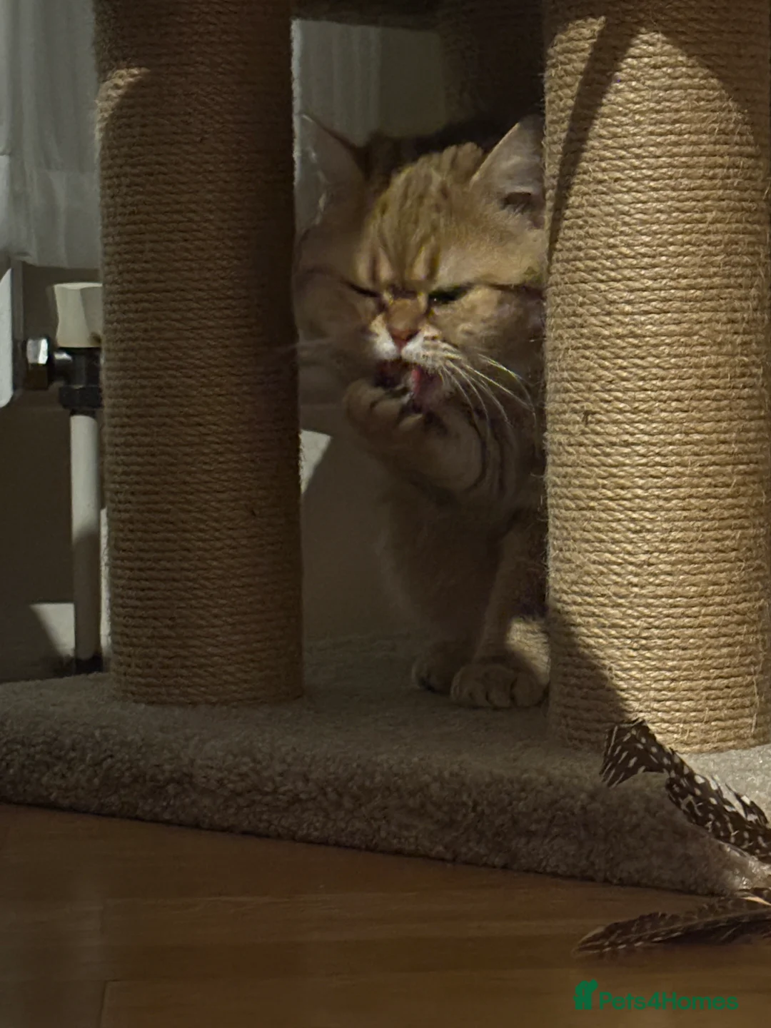 Scottish Fold cats for sale: Scottish fold x russian blue - Advert 8