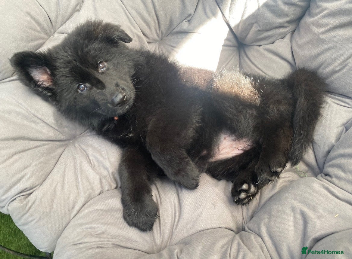 German Shepherd dogs  beautiful longcoat solid black girl available  - Advert 2