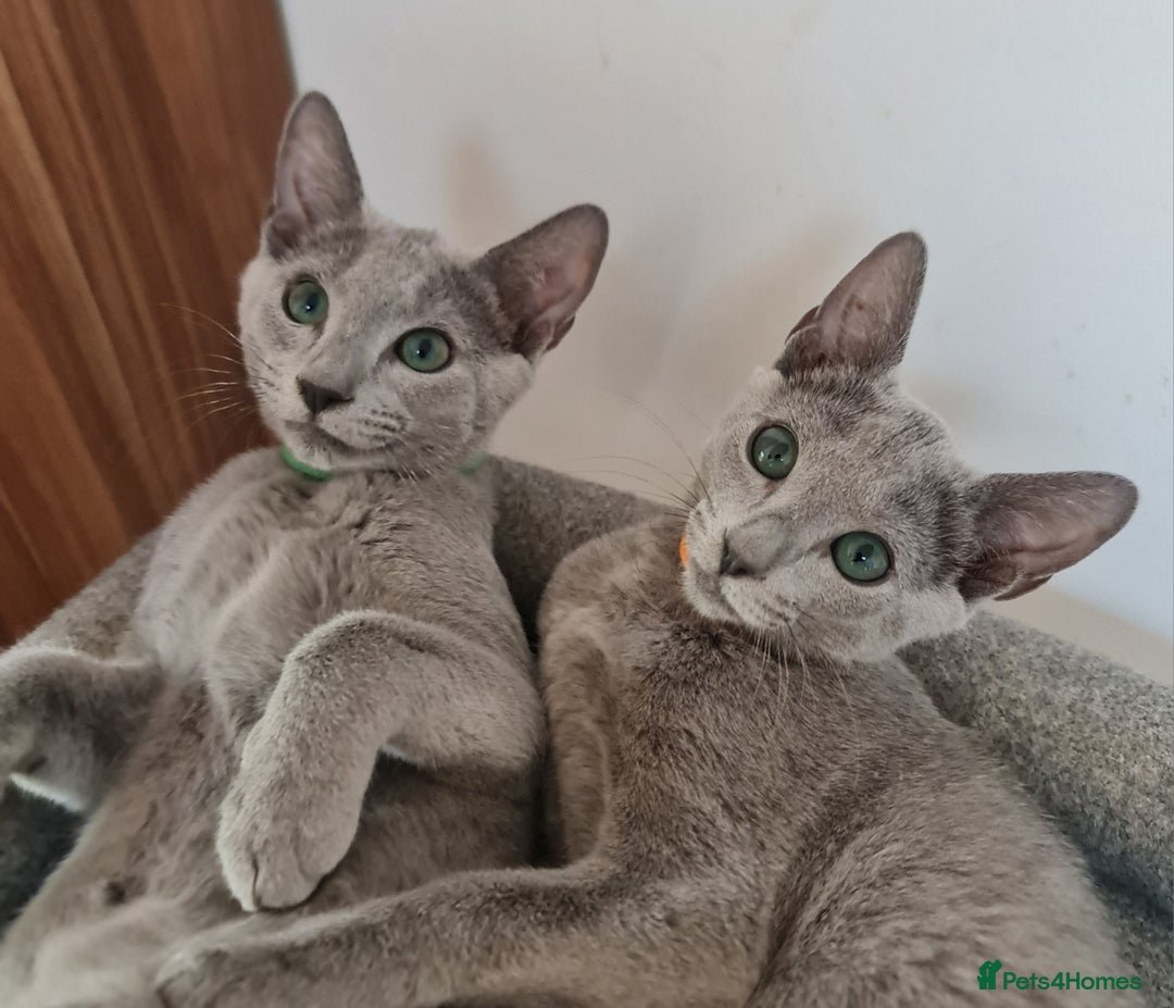 Russian Blue cats for sale: Pure Pedigree Russian blue kittens - Image 6