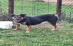 Mixed Breed dogs for adoption: Bumble for adoption - Image 3