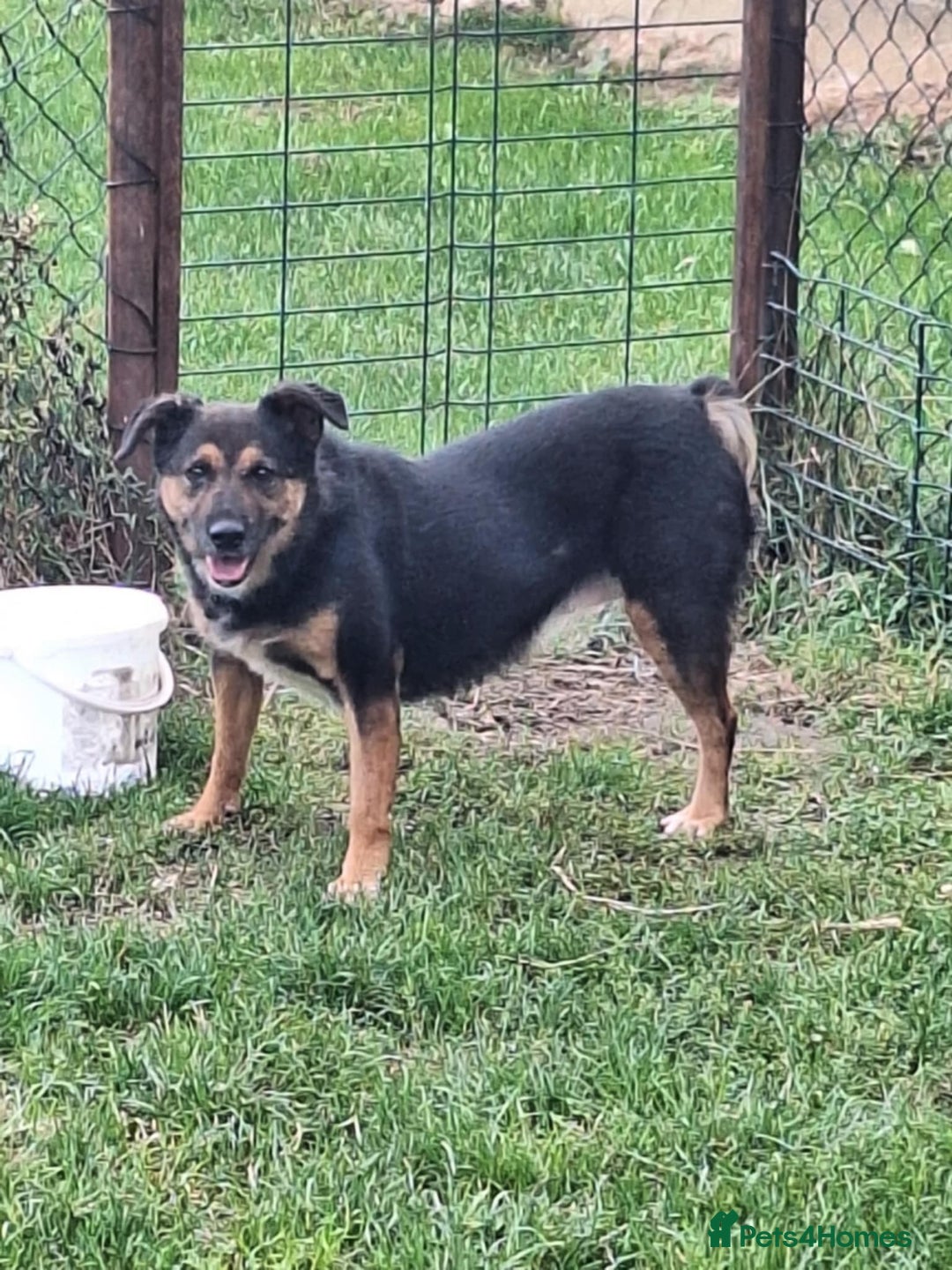 Mixed Breed dogs for adoption: Bumble for adoption - Image 3