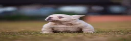 French Bulldog dogs for sale: VISUAL FLUFFY FRENCHIE CREAM HIGH DNA HEALTH TESTD - Advert 2
