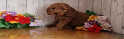 Cavapoo dogs for sale: Beautiful solid red cavapoos  - Advert 5