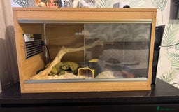 Corn Snake reptiles for sale: Female corn snake  - Image 3