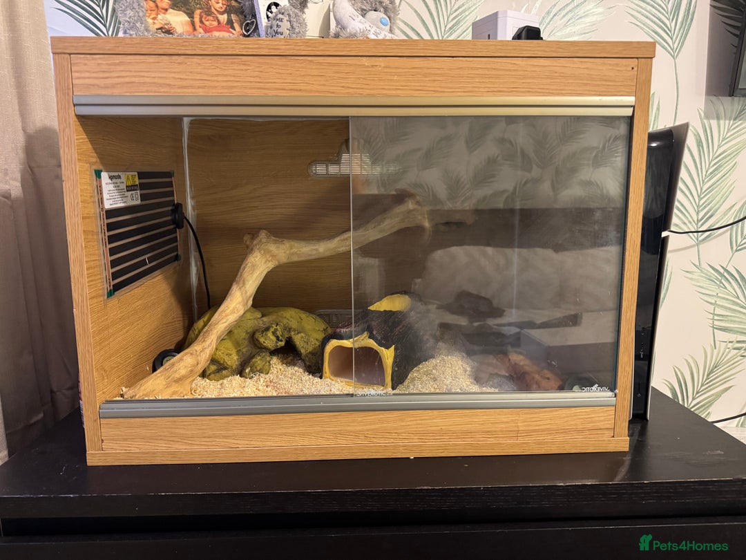 Corn Snake reptiles for sale: Female corn snake  - Image 3