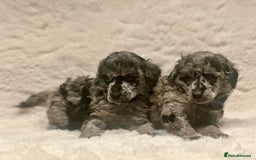 Miniature Poodle dogs for sale: Miniature poodle puppies  - Image 13