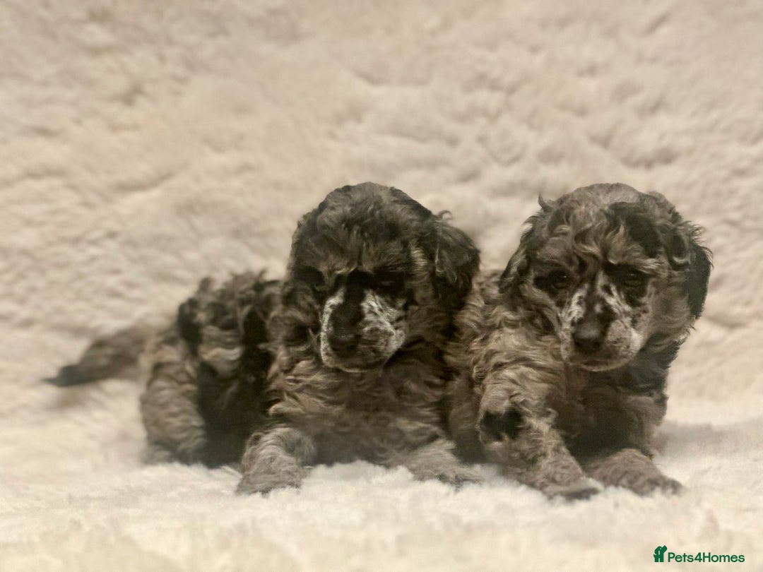 Miniature Poodle dogs for sale: Miniature poodle puppies  - Image 13