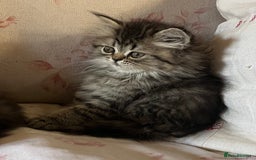 British Longhair cats for sale: 3 Adorable British Longhair x Persian Kittens  - Image 4
