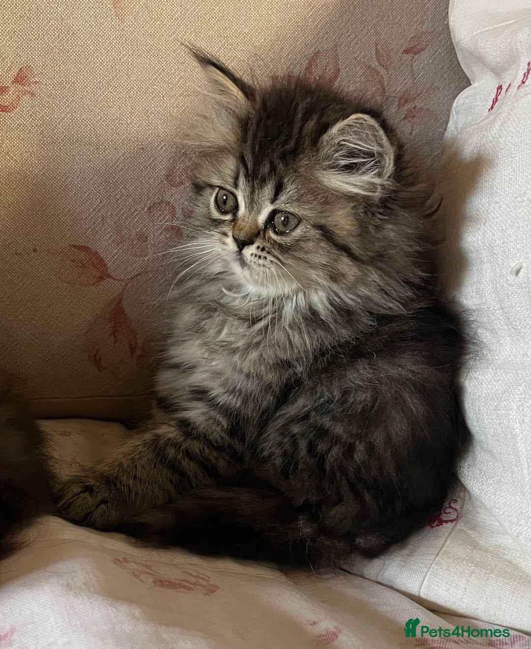 British Longhair cats for sale: 3 Adorable British Longhair x Persian Kittens  - Image 4