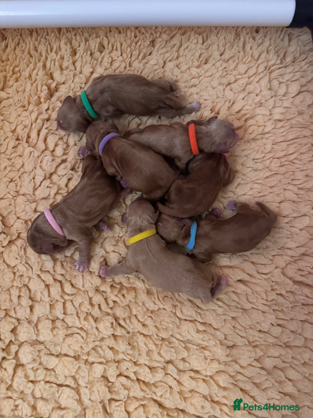 Cocker Spaniel dogs for sale: KC Reg full health tested quality Cocker Spaniels - Advert 13