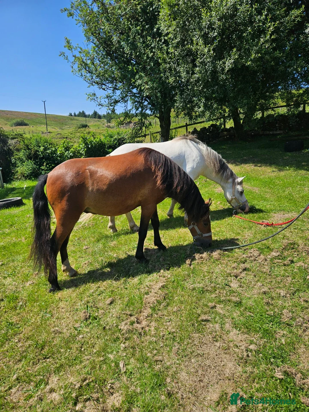 Welsh Section A horses for sale: Unregistered welsh a ponies  in Cumnock - Advert 1