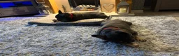 French Bulldog dogs for sale: Hugo & Stanley Frenchie Brothers - Advert 5