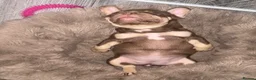 French Bulldog dogs for sale: Fluffy Gene French Bulldogs  in Glasgow - Advert 12