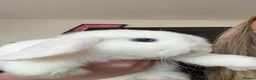 Mini Lop rabbits for sale: 2 mini lop females  - Advert 3