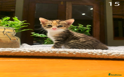 Mixed Breed cats for sale: KITTENS! Batch of cuties for sale in Basinsgtoke - Image 23