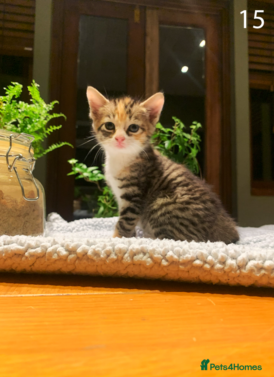 Mixed Breed cats for sale: KITTENS! Batch of cuties for sale in Basinsgtoke - Image 23
