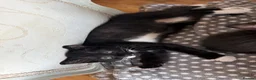 Mixed Breed cats for sale: Adorable Rescue Kittens Looking for Loving Homes  - Advert 5
