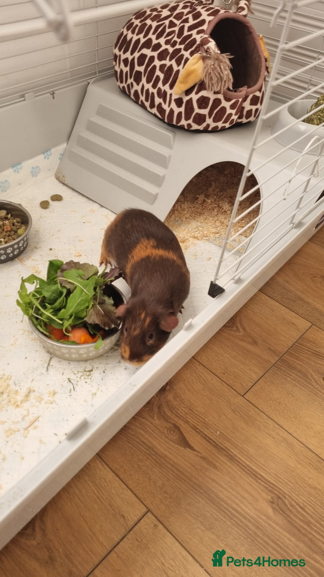 Guinea Pig rodents for sale: Two male guinea pigs for sale - Advert 3