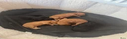 Toy Poodle dogs for sale: Toy poodle  - Advert 7