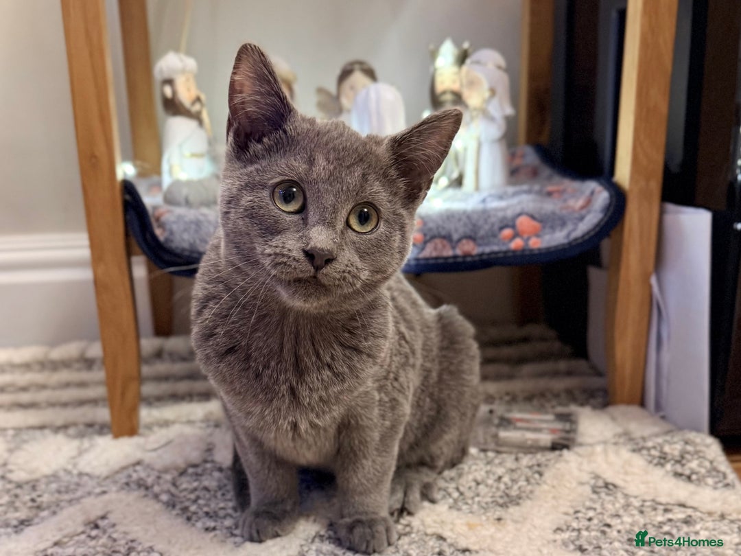 Russian Blue cats for sale: Pure Russian Blue Boy❄️ - Advert 7