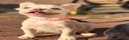 French Bulldog dogs for sale: 1 platinum girl green eyes left - Advert 4