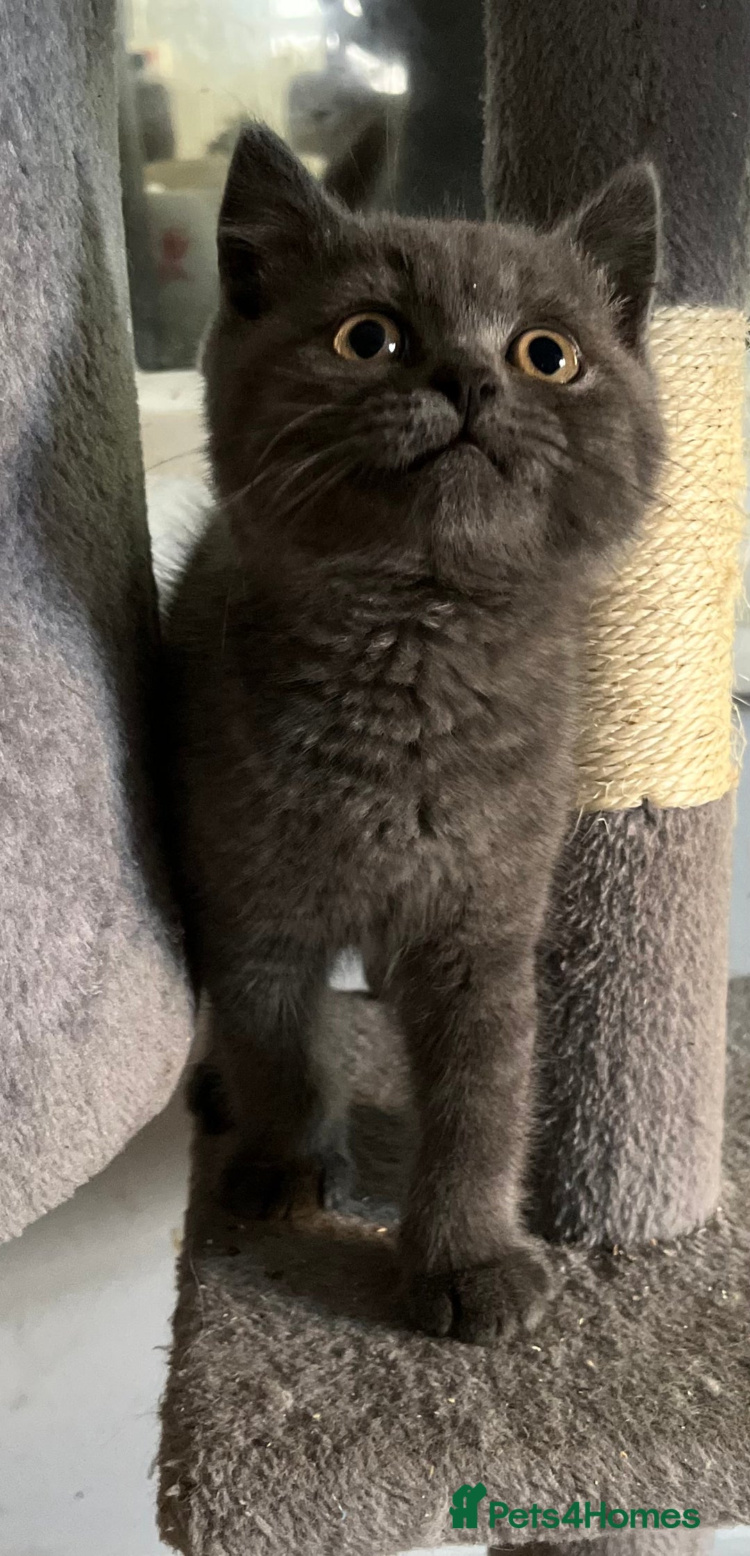 British Shorthair cats for sale: Stunning pure British shorthaired kittens - Image 7
