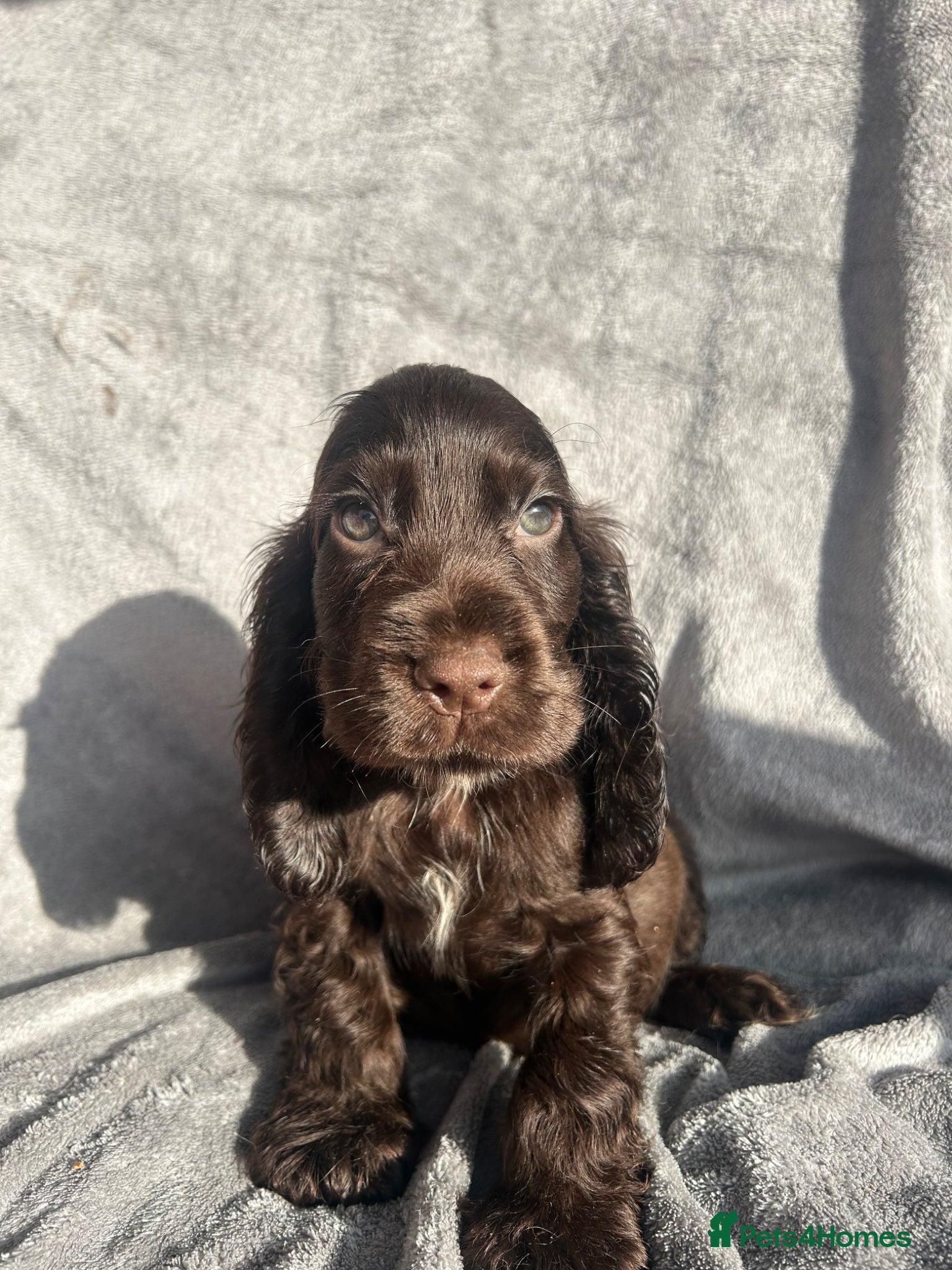 Cocker Spaniel dogs Show Cocker Spaniels ready to leave soon! - Advert 7