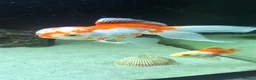 Fancy Goldfish fish for sale: 6 Gold fish for Sale in Hatfield - Advert 1