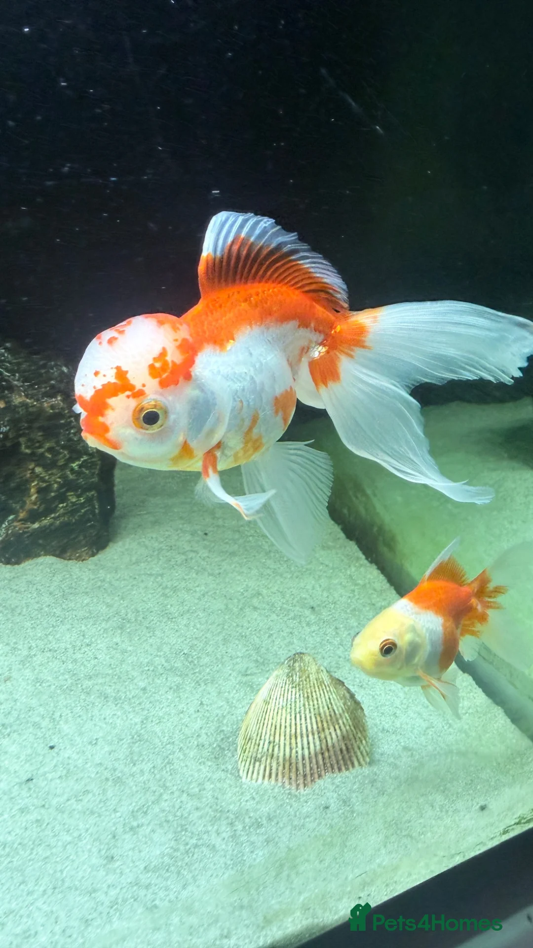 Fancy Goldfish fish for sale: 6 Gold fish for Sale in Hatfield - Advert 1